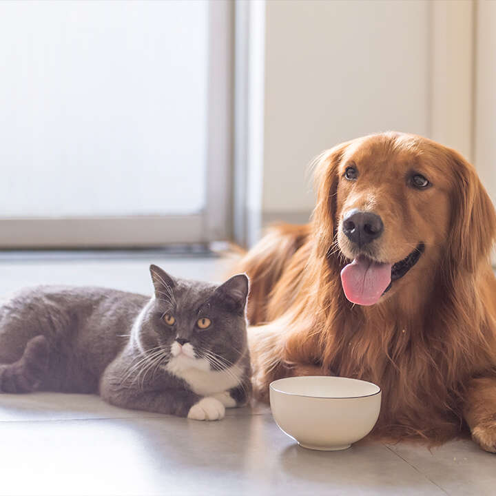 hund mit katze beim futtern